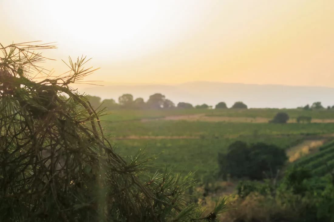 Nectar — rural creative residency in the Tarragona countryside