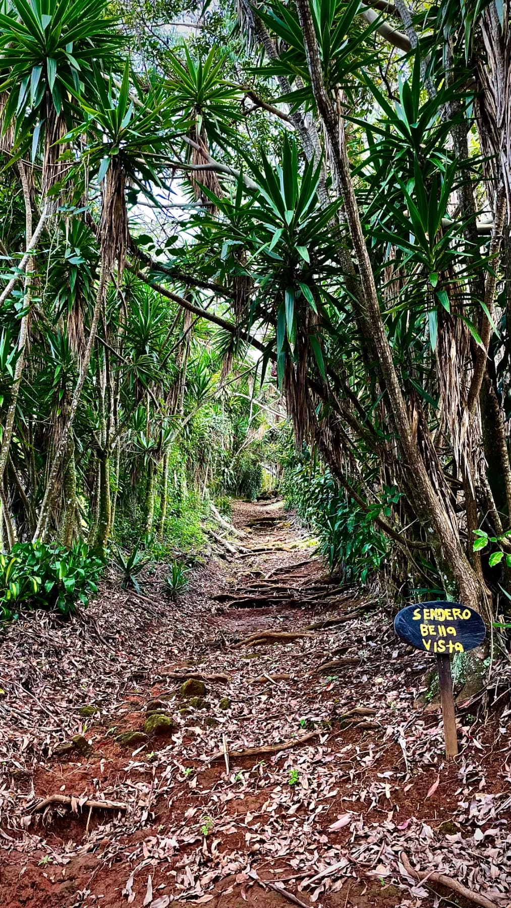 Monthly creative living on a Costa Rican mountain, photo 6