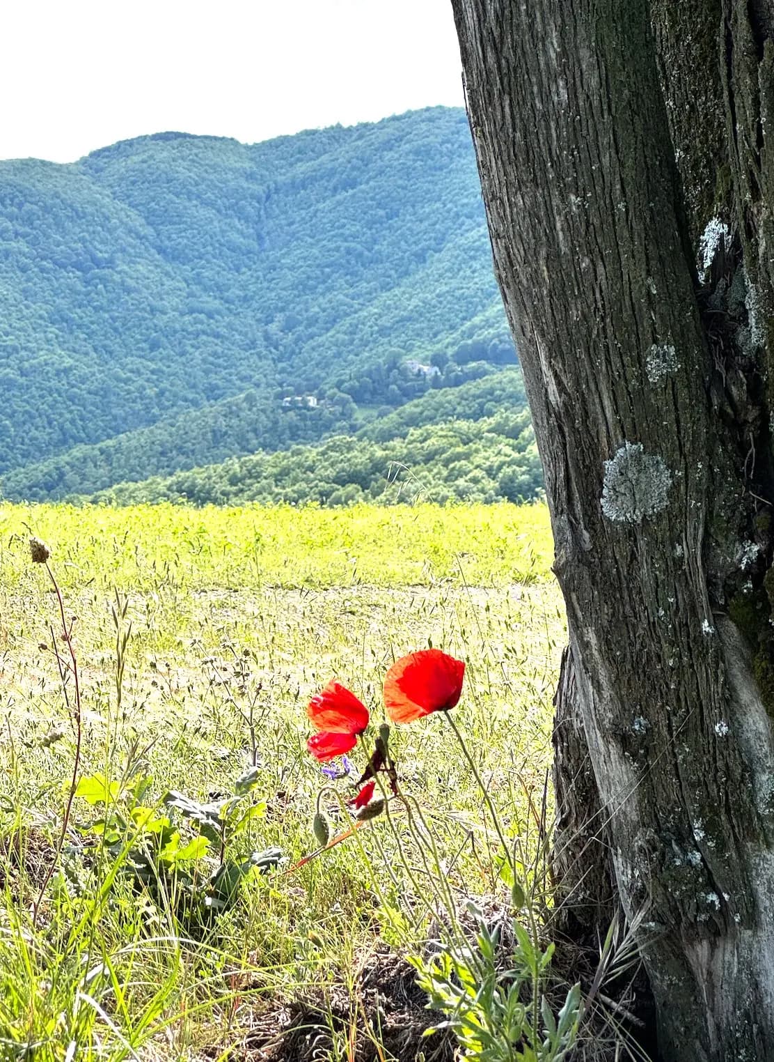 Art as Poetry: Watercolour Retreat in Umbria