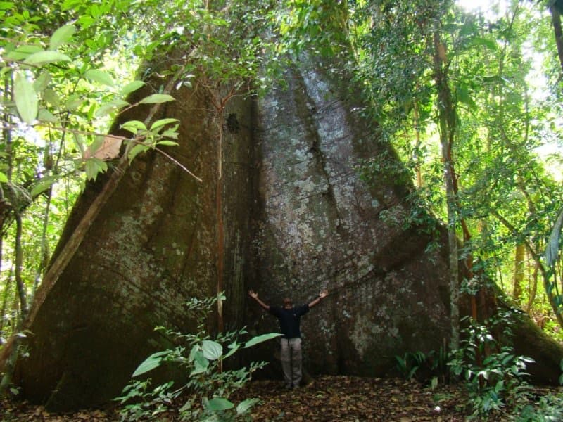 Amazônia — Amazon Multidisciplinary Art Residency, photo 5