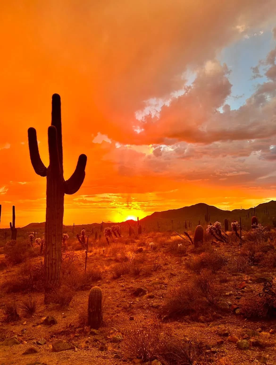 Swap a free stay for a large painting or photograph of the desert (oil, pastel or different medium, photo 11