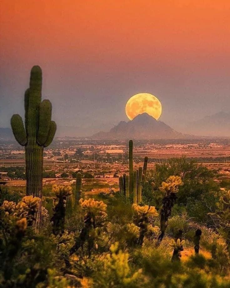 Swap a free stay for a large painting or photograph of the desert (oil, pastel or different medium, photo 12